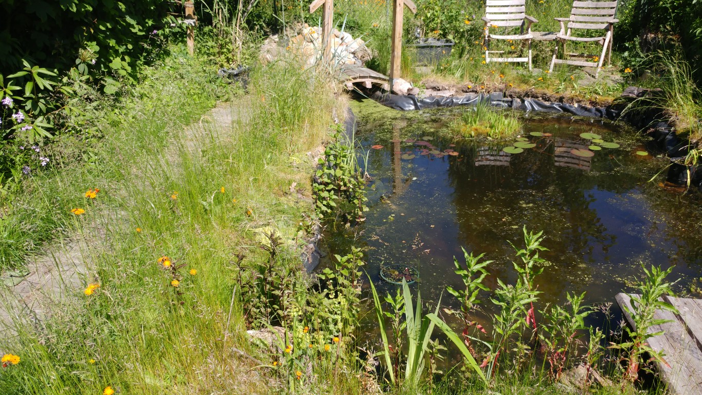 Leben im Teich Leben im Teich