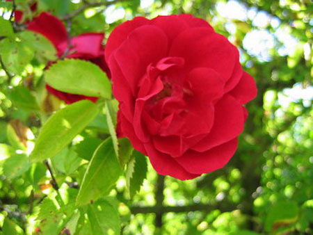 Bauernrose