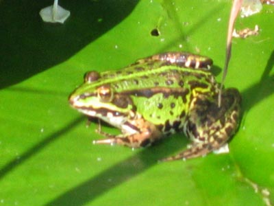 Teichfrosch