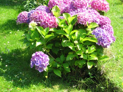 Gartenhortensie
