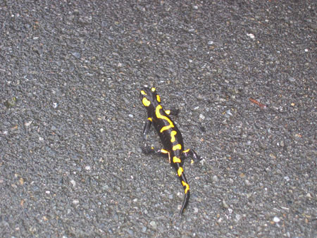 Feuersalamander Feuersalamander